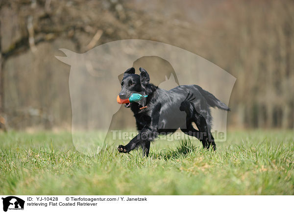 retrieving Flat Coated Retriever / YJ-10428