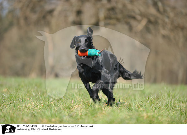 retrieving Flat Coated Retriever / YJ-10429