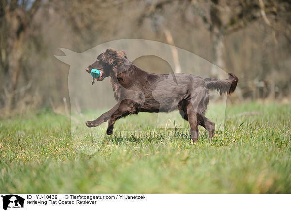 retrieving Flat Coated Retriever / YJ-10439