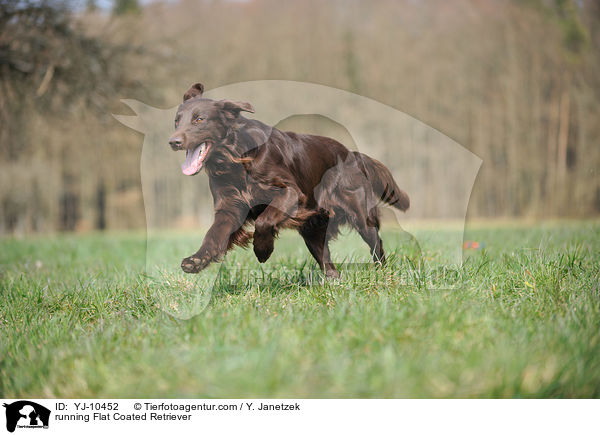 running Flat Coated Retriever / YJ-10452