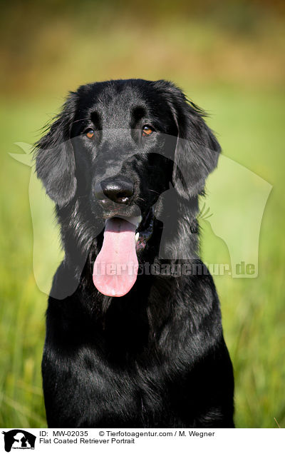 Flat Coated Retriever Portrait / MW-02035