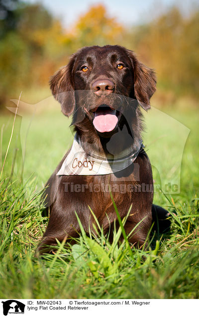 lying Flat Coated Retriever / MW-02043