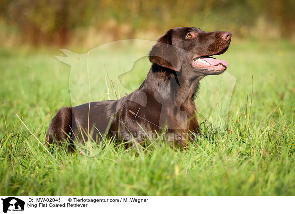 lying Flat Coated Retriever / MW-02045