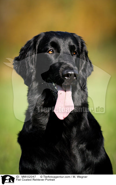 Flat Coated Retriever Portrait / MW-02047
