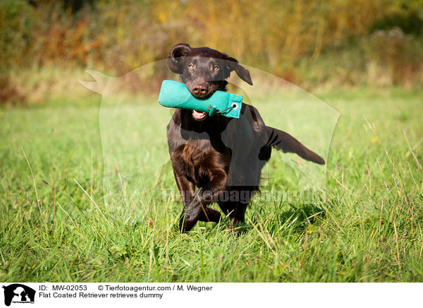 Flat Coated Retriever retrieves dummy / MW-02053