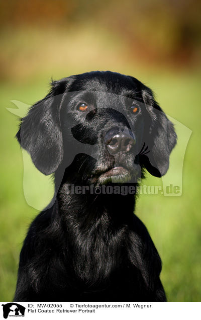 Flat Coated Retriever Portrait / MW-02055