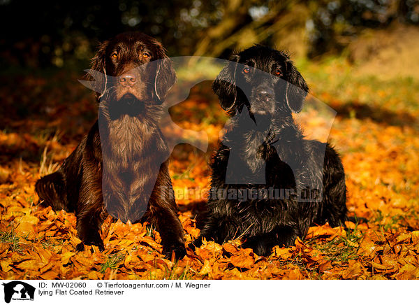 lying Flat Coated Retriever / MW-02060