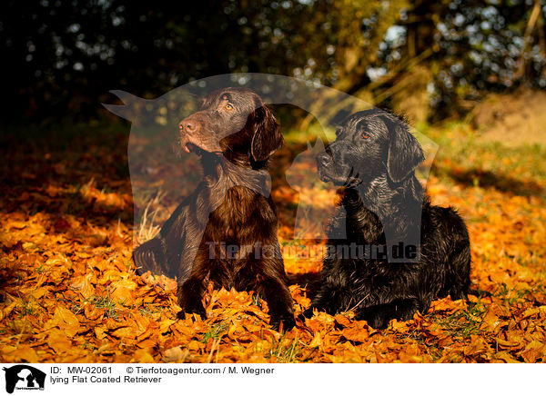 lying Flat Coated Retriever / MW-02061