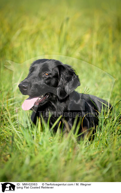 lying Flat Coated Retriever / MW-02063