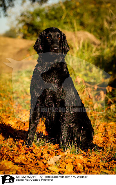 sitting Flat Coated Retriever / MW-02064