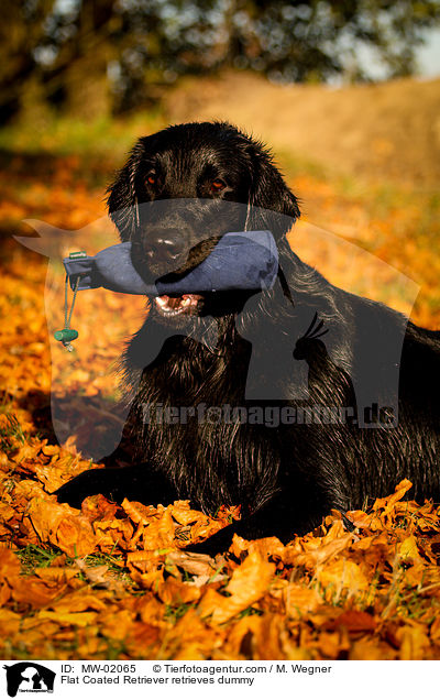 Flat Coated Retriever retrieves dummy / MW-02065