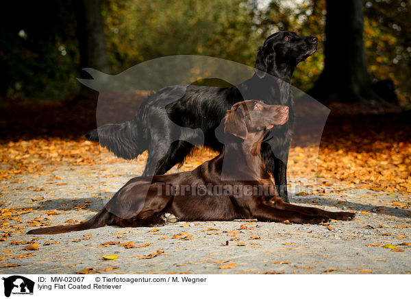 lying Flat Coated Retriever / MW-02067