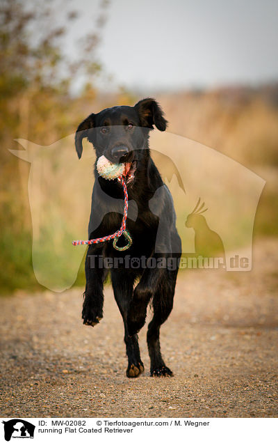 running Flat Coated Retriever / MW-02082