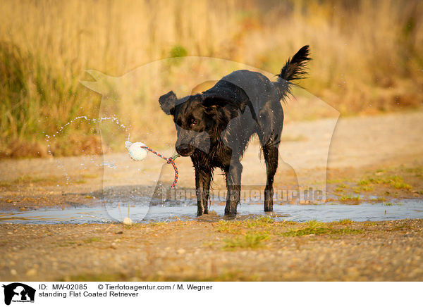 stehender Flat Coated Retriever / standing Flat Coated Retriever / MW-02085