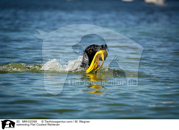 swimming Flat Coated Retriever / MW-02098