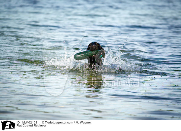 Flat Coated Retriever / MW-02103