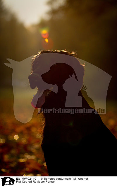 Flat Coated Retriever Portrait / MW-02119