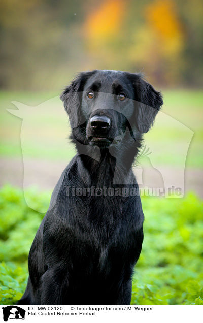 Flat Coated Retriever Portrait / MW-02120