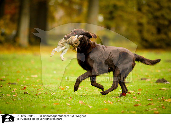 Flat Coated Retriever retrieves hare / MW-06049