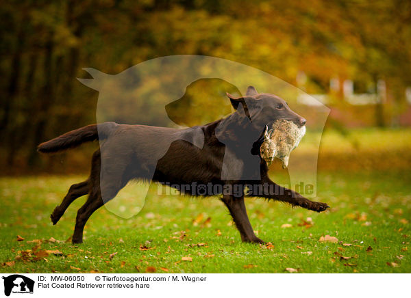 Flat Coated Retriever apportiert Hasen / Flat Coated Retriever retrieves hare / MW-06050