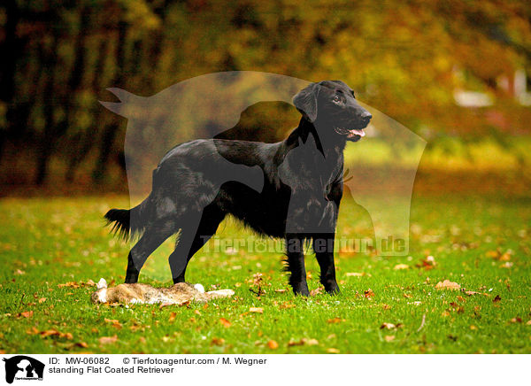 standing Flat Coated Retriever / MW-06082