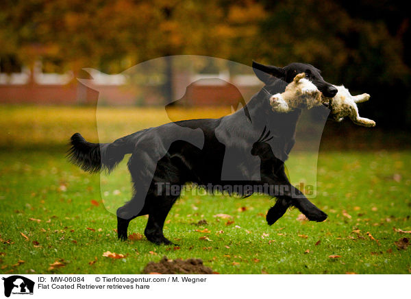 Flat Coated Retriever apportiert Hasen / Flat Coated Retriever retrieves hare / MW-06084