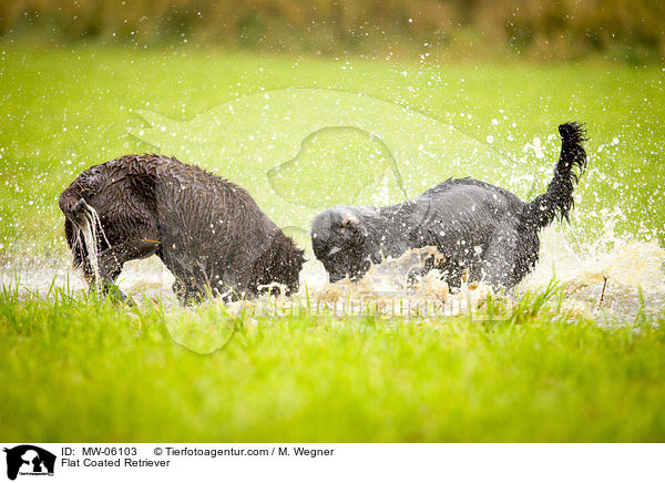 Flat Coated Retriever / MW-06103