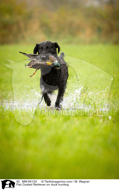 Flat Coated Retriever on duck hunting / MW-06120
