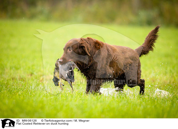 Flat Coated Retriever auf Entenjagd / Flat Coated Retriever on duck hunting / MW-06126