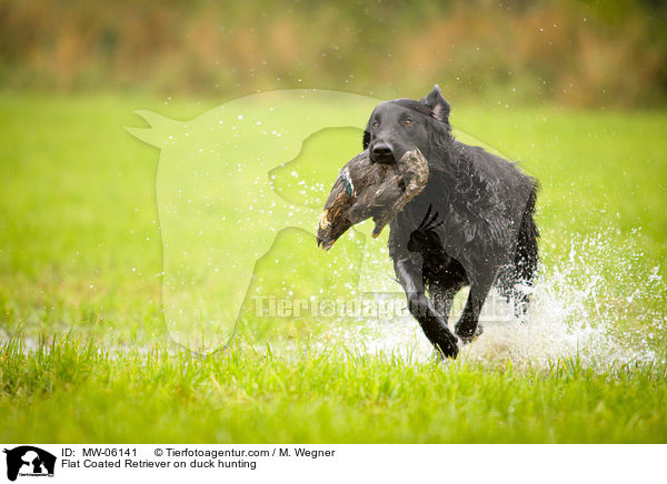 Flat Coated Retriever auf Entenjagd / Flat Coated Retriever on duck hunting / MW-06141