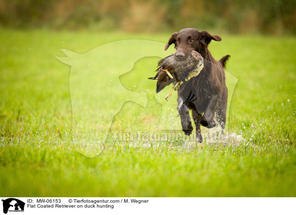 Flat Coated Retriever on duck hunting / MW-06153