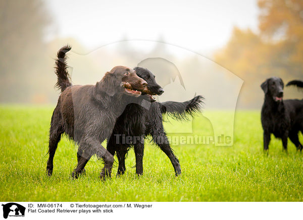 Flat Coated Retriever plays with stick / MW-06174
