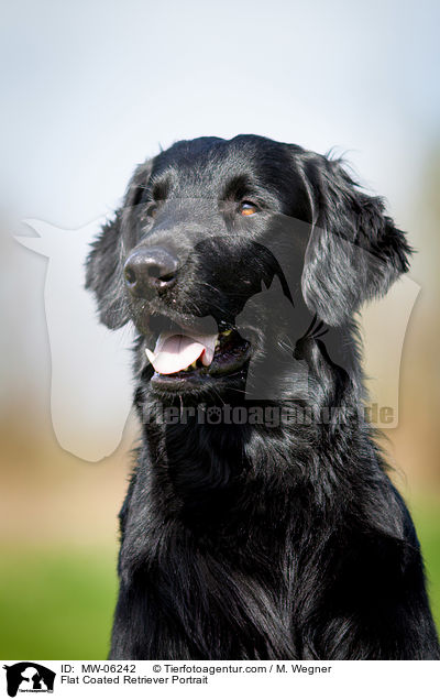 Flat Coated Retriever Portrait / MW-06242