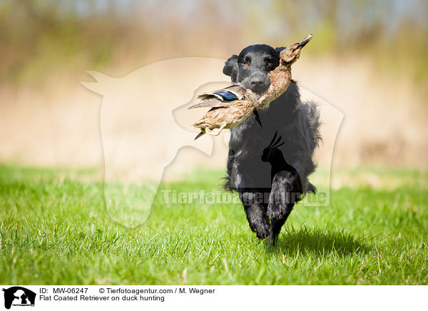 Flat Coated Retriever on duck hunting / MW-06247