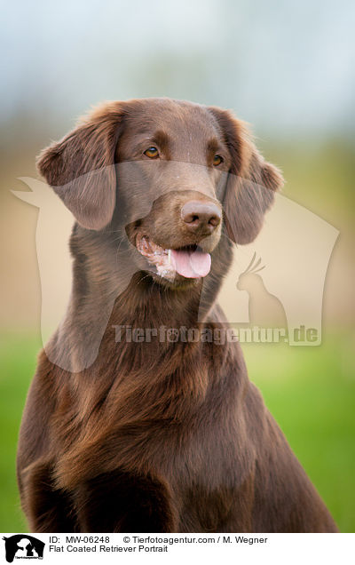 Flat Coated Retriever Portrait / MW-06248