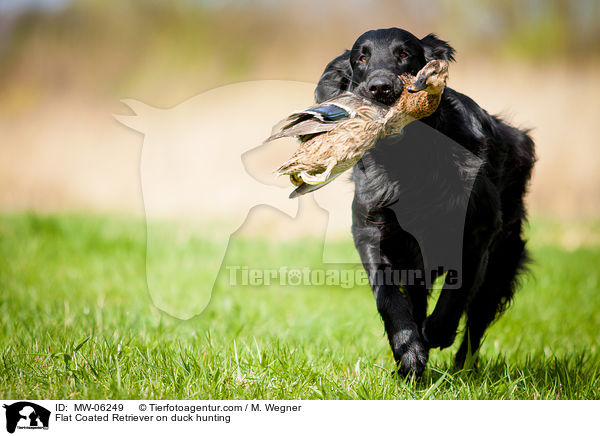 Flat Coated Retriever auf Entenjagd / Flat Coated Retriever on duck hunting / MW-06249