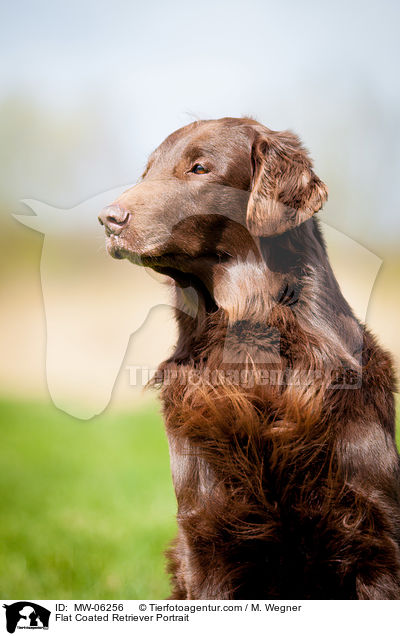 Flat Coated Retriever Portrait / MW-06256