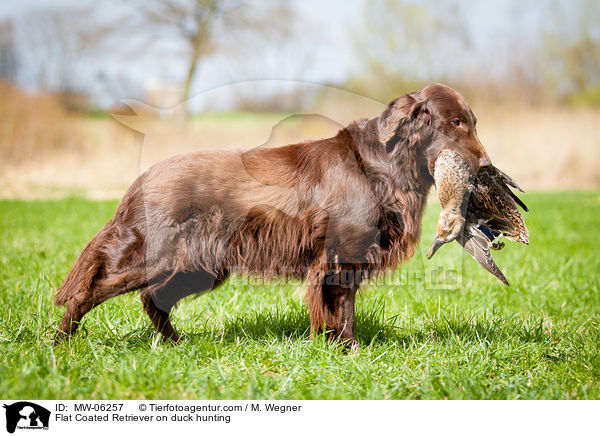 Flat Coated Retriever on duck hunting / MW-06257
