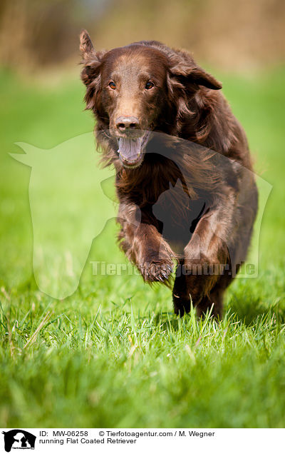 running Flat Coated Retriever / MW-06258