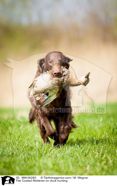Flat Coated Retriever on duck hunting / MW-06260