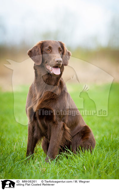 sitting Flat Coated Retriever / MW-06261