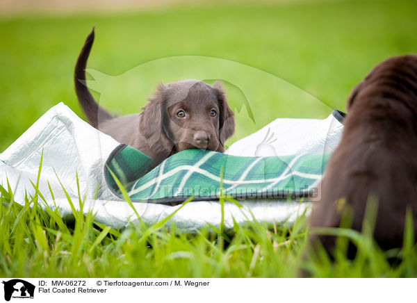 Flat Coated Retriever / MW-06272