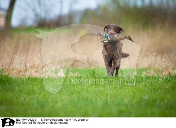 Flat Coated Retriever on duck hunting / MW-06295