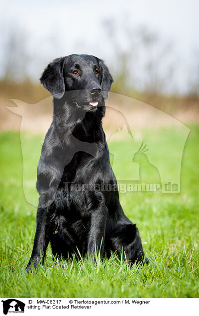 sitting Flat Coated Retriever / MW-06317
