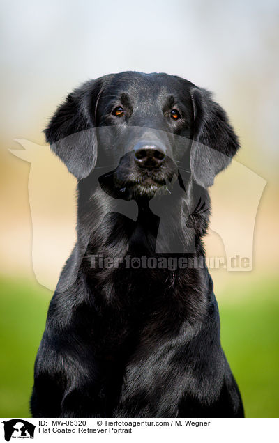 Flat Coated Retriever Portrait / MW-06320