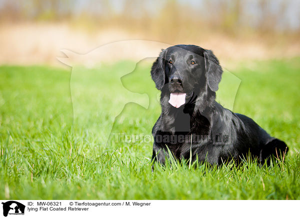 lying Flat Coated Retriever / MW-06321