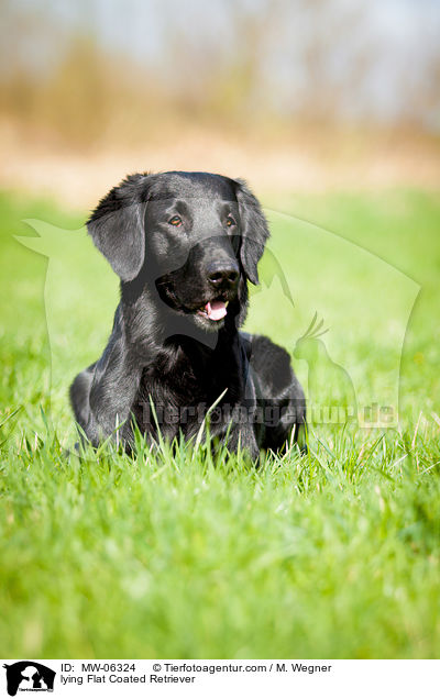 lying Flat Coated Retriever / MW-06324