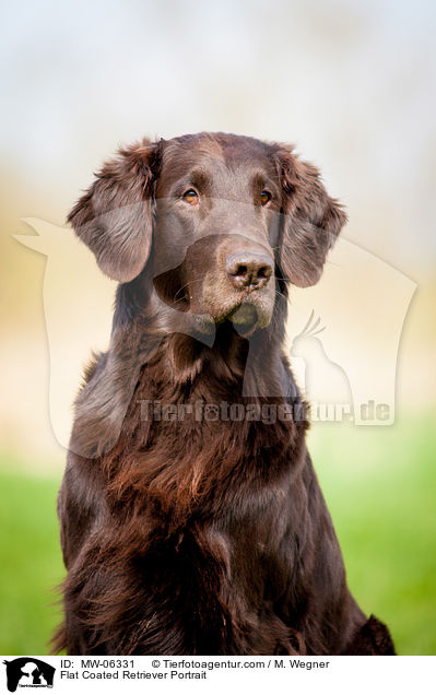 Flat Coated Retriever Portrait / MW-06331