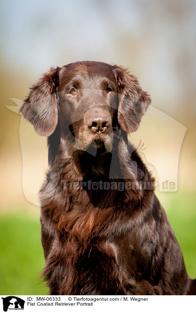 Flat Coated Retriever Portrait / MW-06333