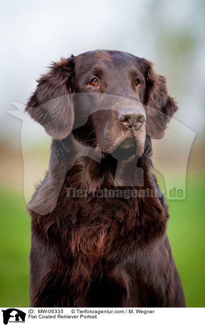 Flat Coated Retriever Portrait / MW-06335